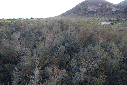 Redthorn Currantrhus (Searsia horrida)