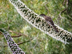 Anthochaera carunculata