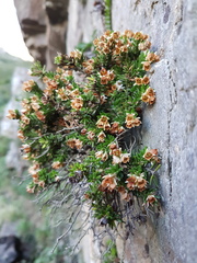 Erica depressa