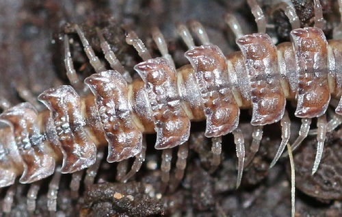 Common Flat-backed Millipede, photo 6 of 8