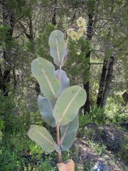 Asclepias mirifica