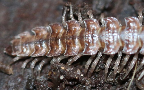 Common Flat-backed Millipede, photo 7 of 8