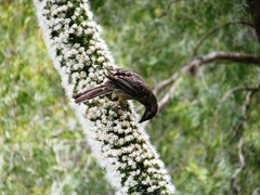 Anthochaera carunculata