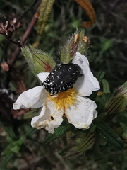 Oxythyrea funesta