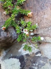 Erica depressa