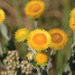 Drakensberg Yellow Everlasting - Photo (c) bruce_crouch, some rights reserved (CC BY-NC)