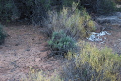 Tylecodon wallichii ecklonianus