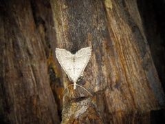 Diplopseustis perieresalis
