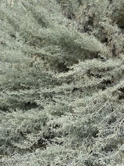Artemisia arborescens