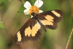 Acraea cabira