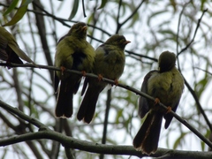 Manorina melanophrys