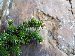 Erica depressa
