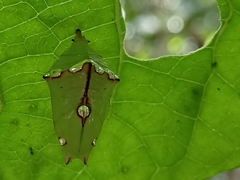 Euthalia monina monina