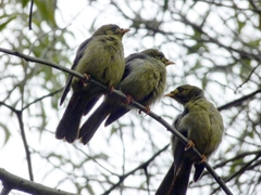 Manorina melanophrys