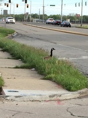 Branta canadensis