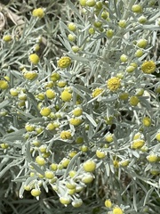Artemisia arborescens