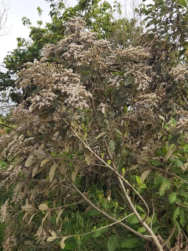 Vernonanthura image