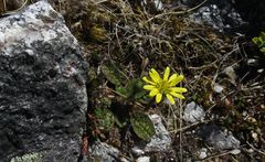 Brachyglottis bellidioides