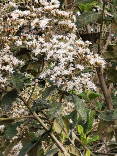 Image of Vernonanthura patens by (c) Eduardo Chacón Madrigal, some rights reserved (CC BY)