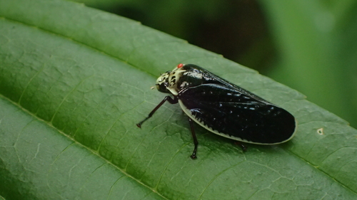 Tomaspisina