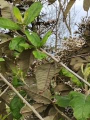 Vernonanthura patens
