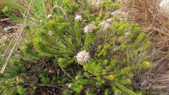 Agathosma gonaquensis