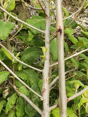 Vernonanthura patens