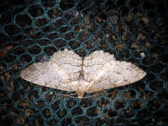 Paradarisa chloauges