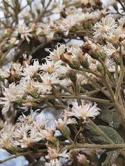 Vernonanthura patens