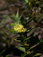 Cliffortia integerrima