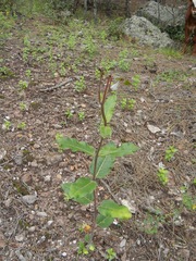 Asclepias hypoleuca