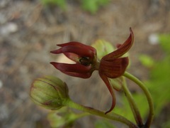 Asclepias hypoleuca