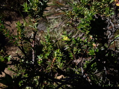 Cliffortia integerrima