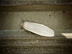 Manulea fuscodorsalis