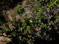 Cliffortia integerrima