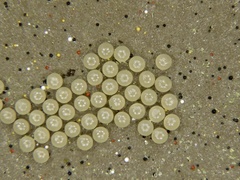 Manulea fuscodorsalis