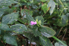 Dicliptera clinopodia