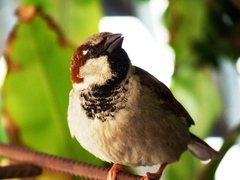 Passer domesticus