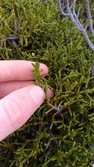 Microcachrys tetragona