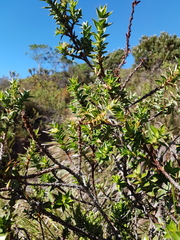 Cliffortia integerrima