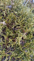 Microcachrys tetragona