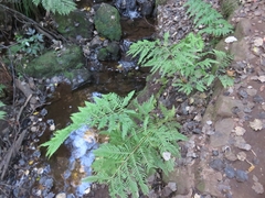 Pteris dentata