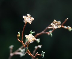 Drosanthemum karrooense