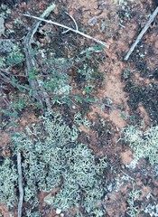 Drosanthemum karrooense