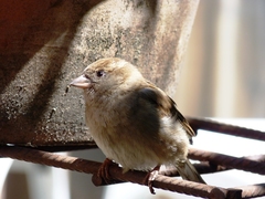 Passer domesticus