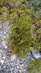 Microcachrys tetragona