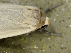 Manulea fuscodorsalis