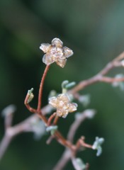 Drosanthemum karrooense