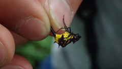 Micrathena raimondi