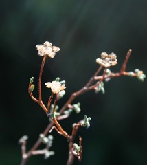 Drosanthemum karrooense